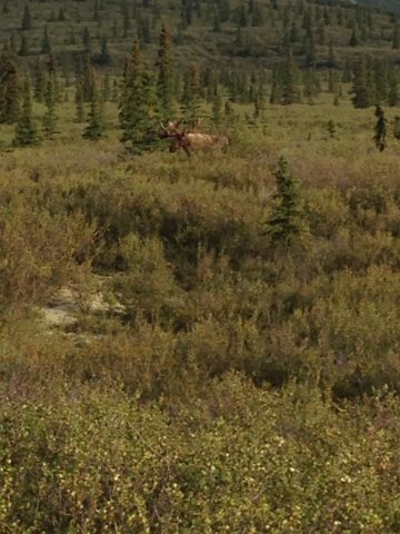 草丛中的moose